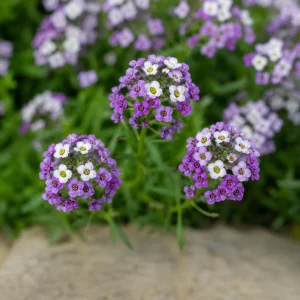 Violet Queen Sweet Alyssum Seeds - Lobularia maritima - Fragrant Ground Cover Flowers - 20 Seeds - Image 8