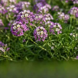 Violet Queen Sweet Alyssum Seeds - Lobularia maritima - Fragrant Ground Cover Flowers - 20 Seeds - Image 9