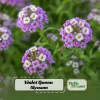 Violet Queen Sweet Alyssum Seeds - Lobularia maritima - Fragrant Ground Cover Flowers - 20 Seeds - Image 1