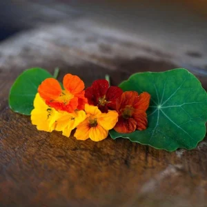 Whirlybird Mix Nasturtium Seeds - Dwarf, Fast Growing, Open-Pollinating Flowers - Image 10