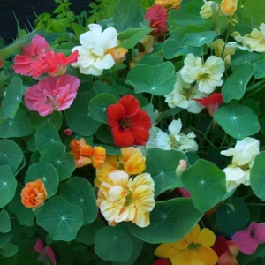Whirlybird Mix Nasturtium Seeds - Dwarf, Fast Growing, Open-Pollinating Flowers - Image 2