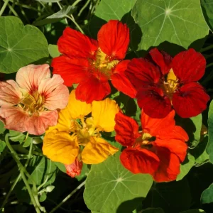 Whirlybird Mix Nasturtium Seeds - Dwarf, Fast Growing, Open-Pollinating Flowers - Image 3