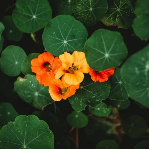 Whirlybird Mix Nasturtium Seeds - Dwarf, Fast Growing, Open-Pollinating Flowers - Image 4