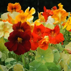 Whirlybird Mix Nasturtium Seeds - Dwarf, Fast Growing, Open-Pollinating Flowers - Image 6