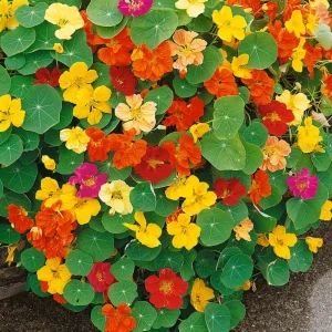 Whirlybird Mix Nasturtium Seeds - Dwarf, Fast Growing, Open-Pollinating Flowers - Image 7