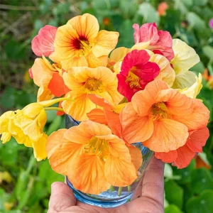 Whirlybird Mix Nasturtium Seeds - Dwarf, Fast Growing, Open-Pollinating Flowers - Image 8