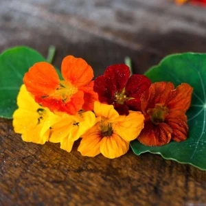 Whirlybird Mix Nasturtium Seeds - Dwarf, Fast Growing, Open-Pollinating Flowers - Image 9
