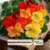 Whirlybird Mix Nasturtium Seeds - Dwarf, Fast Growing, Open-Pollinating Flowers - Image 1