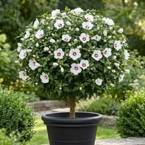 White Althea Rose of Sharon 'Red Heart' Live Plant 8-12 Inch Tall, Quart Pot, Outdoor Flowering Shrub - Image 3