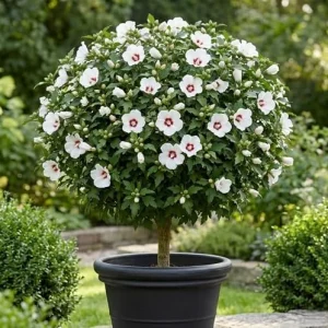 White Althea Rose of Sharon 'Red Heart' Live Plant 8-12 Inch Tall, Quart Pot, Outdoor Flowering Shrub - Image 6