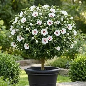 White Althea Rose of Sharon 'Red Heart' Live Plant 8-12 Inch Tall, Quart Pot, Outdoor Flowering Shrub - Image 1