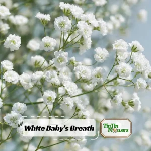 White Baby's Breath Seeds - Gypsophila fastigiata - Heirloom - 30 Seed Pack - Image 1