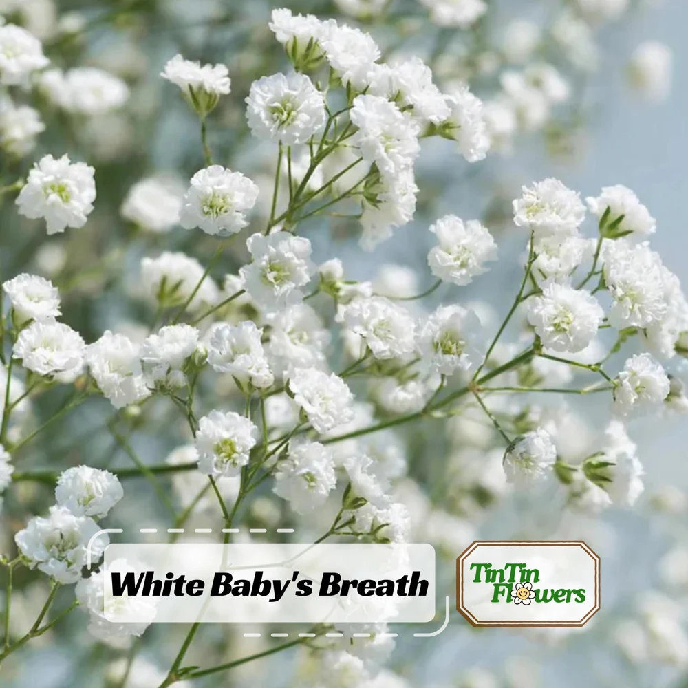 White Baby's Breath Seeds - Gypsophila fastigiata - Heirloom - 30 Seed Pack - Image 1