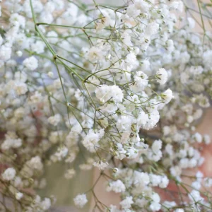 White Baby's Breath Seeds - Gypsophila fastigiata - Heirloom - 30 Seed Pack - Image 10