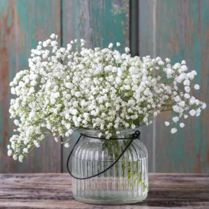 White Baby's Breath Seeds - Gypsophila fastigiata - Heirloom - 30 Seed Pack - Image 12