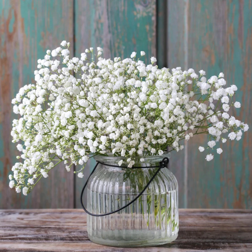 White Baby's Breath Seeds - Gypsophila fastigiata - Heirloom - 30 Seed Pack - Image 12