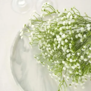 White Baby's Breath Seeds - Gypsophila fastigiata - Heirloom - 30 Seed Pack - Image 13
