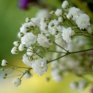 White Baby's Breath Seeds - Gypsophila fastigiata - Heirloom - 30 Seed Pack - Image 14