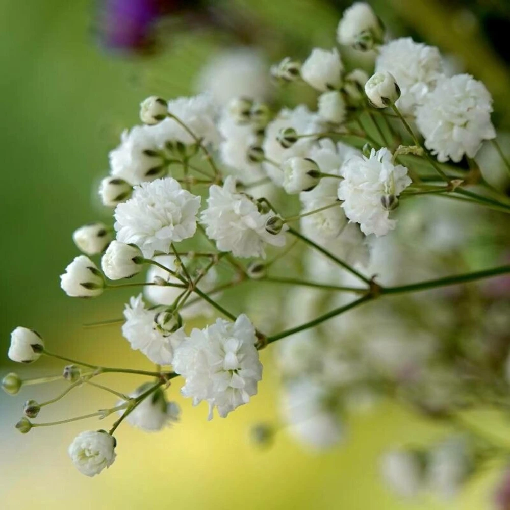 White Baby's Breath Seeds - Gypsophila fastigiata - Heirloom - 30 Seed Pack - Image 14