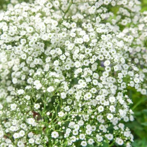 White Baby's Breath Seeds - Gypsophila fastigiata - Heirloom - 30 Seed Pack - Image 15