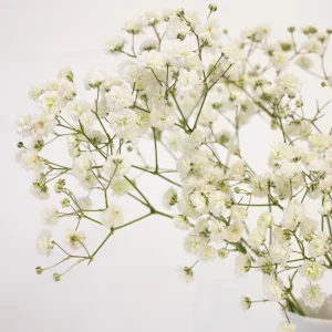 White Baby's Breath Seeds - Gypsophila fastigiata - Heirloom - 30 Seed Pack - Image 2
