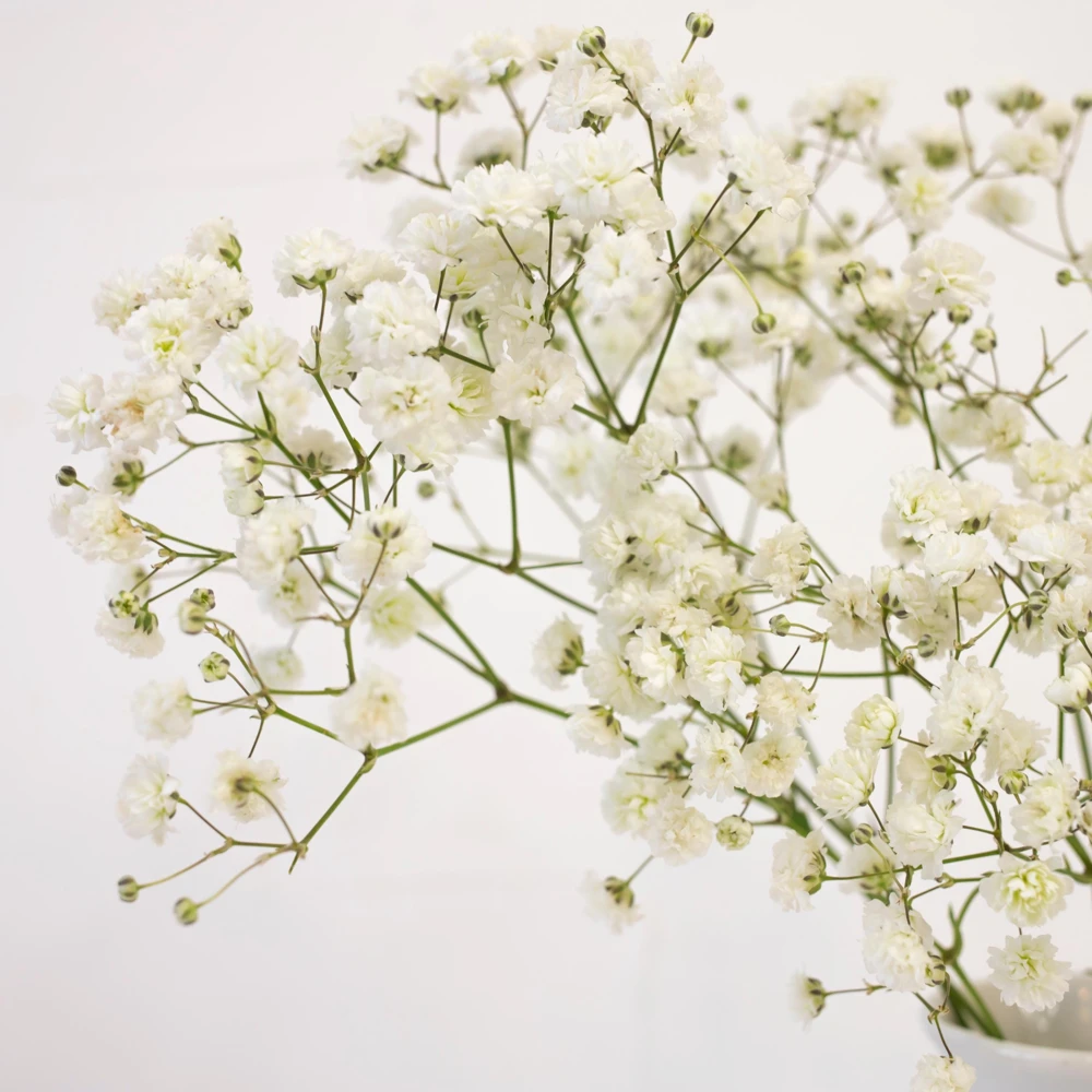 White Baby's Breath Seeds - Gypsophila fastigiata - Heirloom - 30 Seed Pack - Image 2