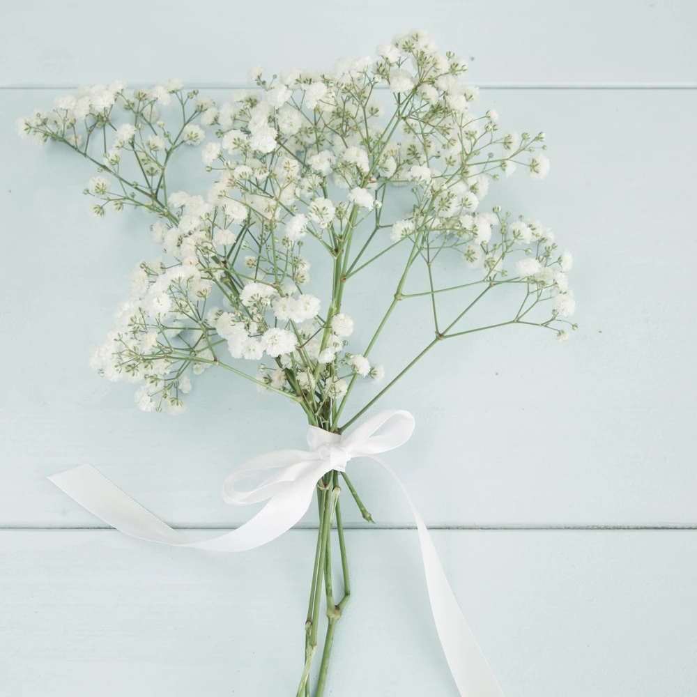 White Baby's Breath Seeds - Gypsophila fastigiata - Heirloom - 30 Seed Pack - Image 3