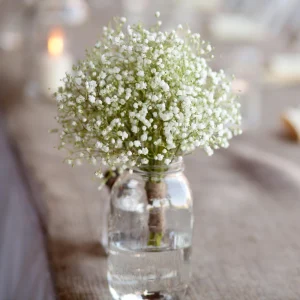 White Baby's Breath Seeds - Gypsophila fastigiata - Heirloom - 30 Seed Pack - Image 6