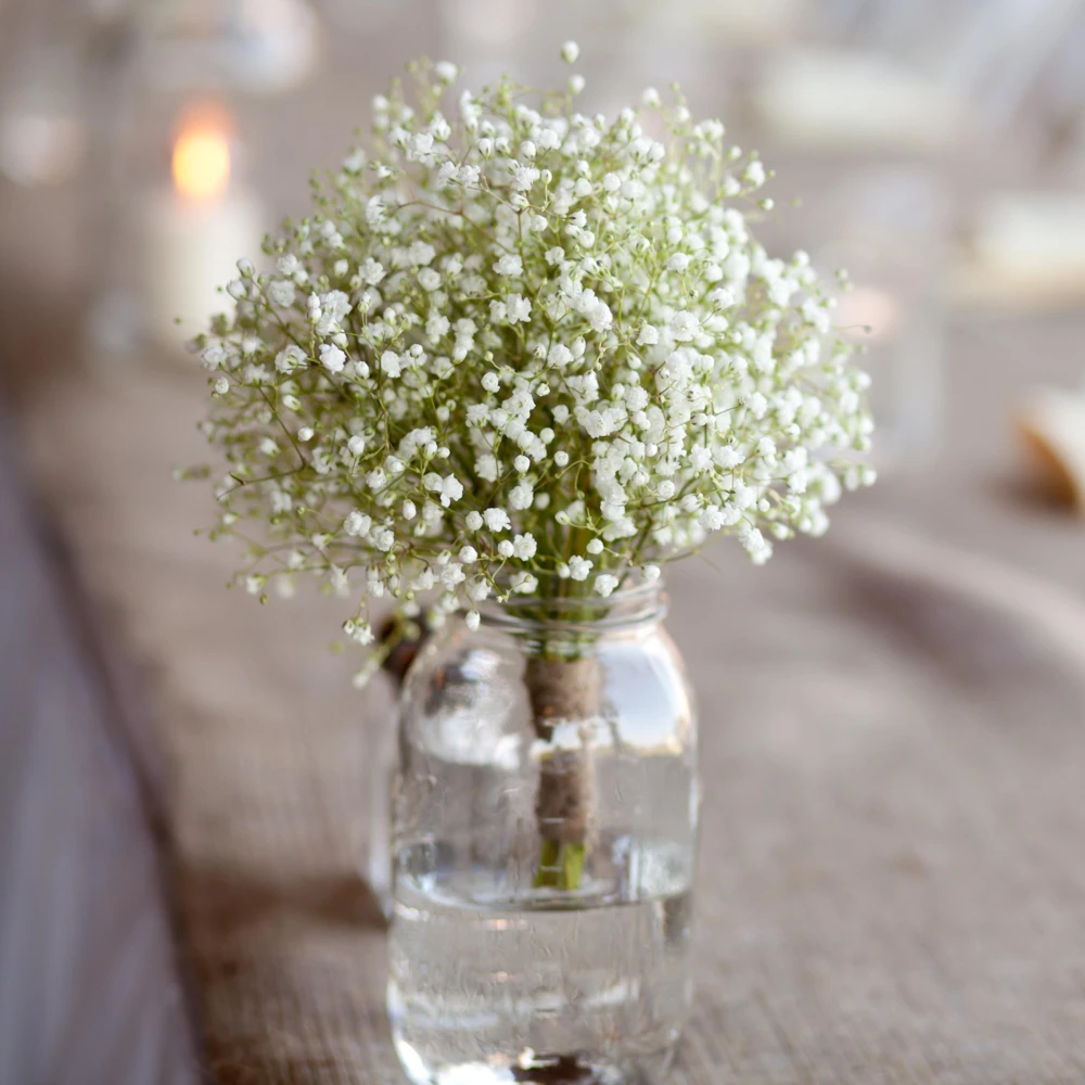 White Baby's Breath Seeds - Gypsophila fastigiata - Heirloom - 30 Seed Pack - Image 6