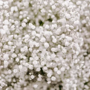 White Baby's Breath Seeds - Gypsophila fastigiata - Heirloom - 30 Seed Pack - Image 7