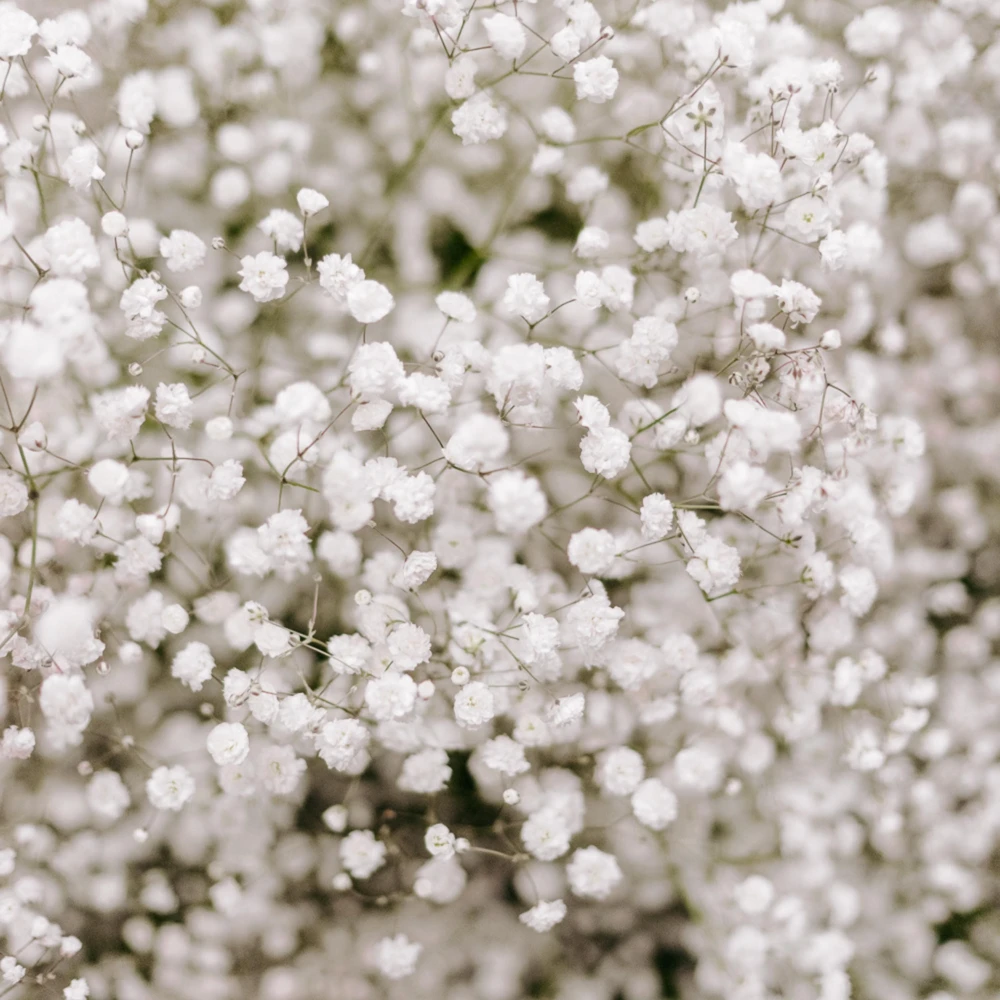 White Baby's Breath Seeds - Gypsophila fastigiata - Heirloom - 30 Seed Pack - Image 7