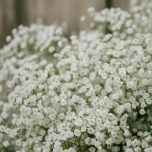 White Baby's Breath Seeds - Gypsophila fastigiata - Heirloom - 30 Seed Pack - Image 8