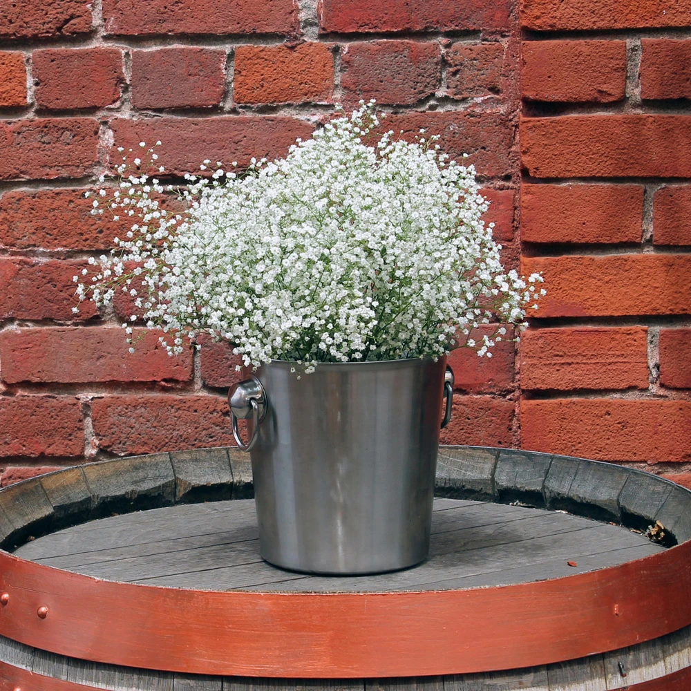White Baby's Breath Seeds - Gypsophila fastigiata - Heirloom - 30 Seed Pack - Image 9