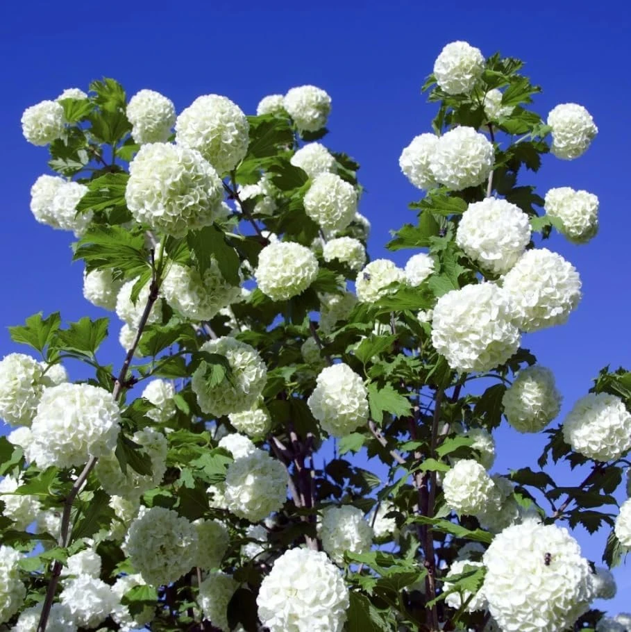White Ball Viburnum Shrub Live Plant - Old Fashion Snowball Fragrant Tree 6-12" Tall 4" Pot Outdoor - Image 3