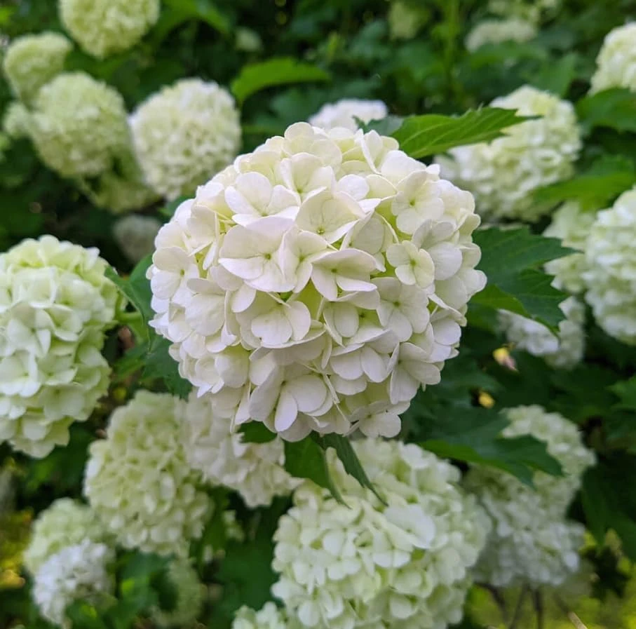 White Ball Viburnum Shrub Live Plant - Old Fashion Snowball Fragrant Tree 6-12" Tall 4" Pot Outdoor - Image 4