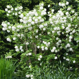 White Ball Viburnum Shrub Live Plant - Old Fashion Snowball Fragrant Tree 6-12" Tall 4" Pot Outdoor - Image 5