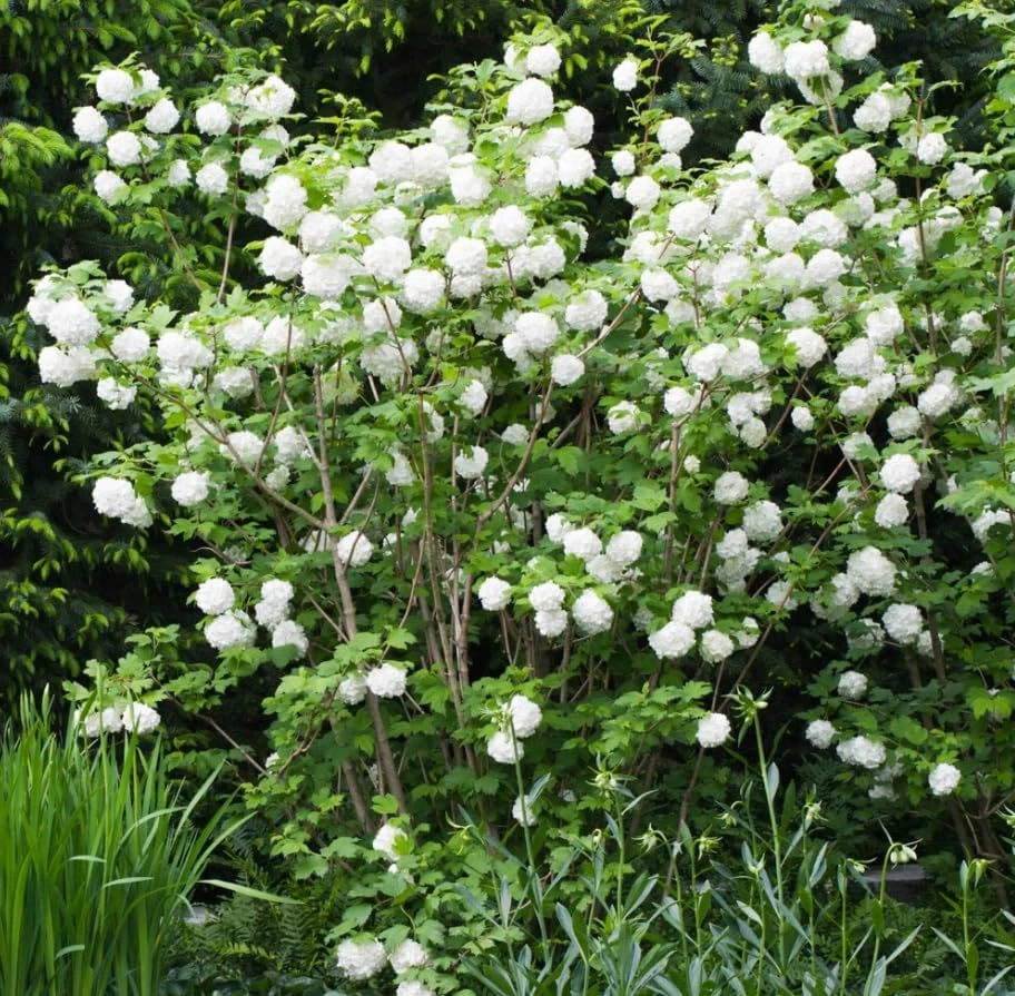 White Ball Viburnum Shrub Live Plant - Old Fashion Snowball Fragrant Tree 6-12" Tall 4" Pot Outdoor - Image 5