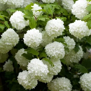 White Ball Viburnum Shrub Live Plant - Old Fashion Snowball Fragrant Tree 6-12" Tall 4" Pot Outdoor - Image 6