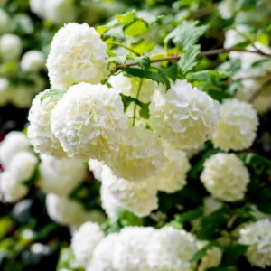 White Ball Viburnum Shrub Live Plant - Old Fashion Snowball Fragrant Tree 6-12" Tall 4" Pot Outdoor - Image 7