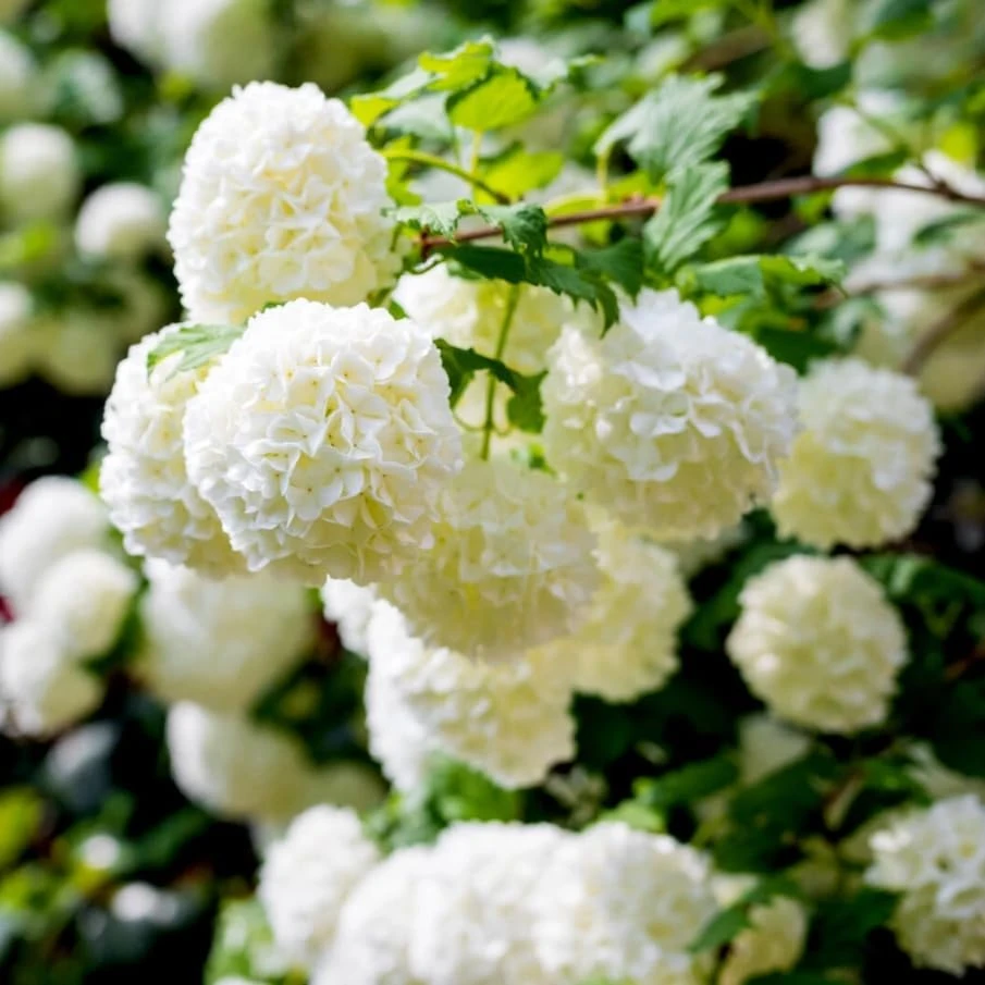White Ball Viburnum Shrub Live Plant - Old Fashion Snowball Fragrant Tree 6-12" Tall 4" Pot Outdoor - Image 7