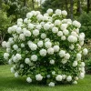 White Ball Viburnum Shrub Live Plant - Old Fashion Snowball Fragrant Tree 6-12" Tall 4" Pot Outdoor - Image 1