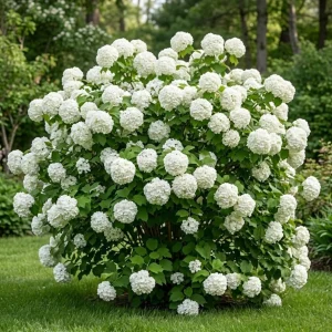 White Ball Viburnum Shrub Live Plant - Old Fashion Snowball Fragrant Tree 6-12" Tall 4" Pot Outdoor - Image 1