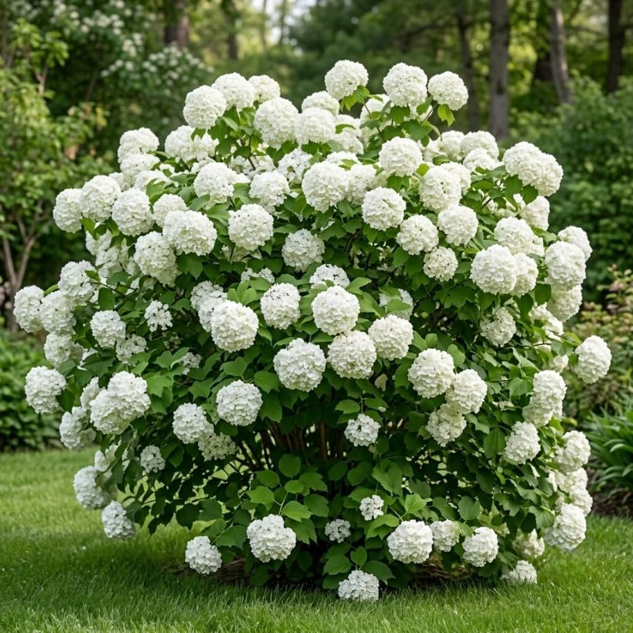 White Ball Viburnum Shrub Live Plant - Old Fashion Snowball Fragrant Tree 6-12" Tall 4" Pot Outdoor - Image 1
