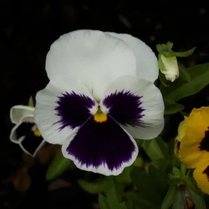 White Blotch Pansy Seeds - 25 Seeds - Cold & Draft Resistant, Open-Pollinating - Image 10