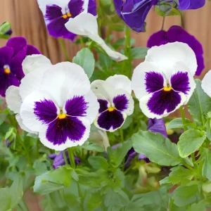 White Blotch Pansy Seeds - 25 Seeds - Cold & Draft Resistant, Open-Pollinating - Image 11