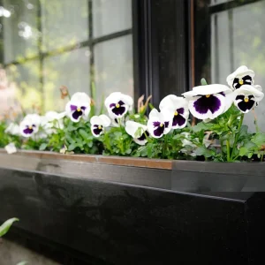 White Blotch Pansy Seeds - 25 Seeds - Cold & Draft Resistant, Open-Pollinating - Image 12
