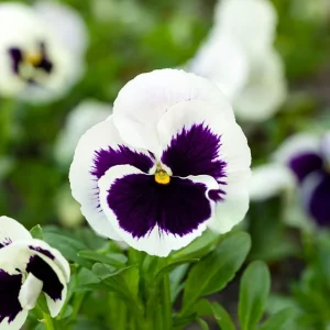 White Blotch Pansy Seeds - 25 Seeds - Cold & Draft Resistant, Open-Pollinating - Image 3