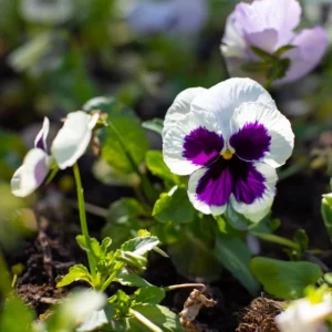 White Blotch Pansy Seeds - 25 Seeds - Cold & Draft Resistant, Open-Pollinating - Image 4