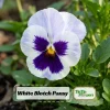 White Blotch Pansy Seeds - 25 Seeds - Cold & Draft Resistant, Open-Pollinating - Image 1