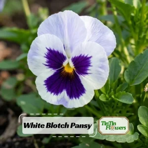 White Blotch Pansy Seeds - 25 Seeds - Cold & Draft Resistant, Open-Pollinating - Image 1